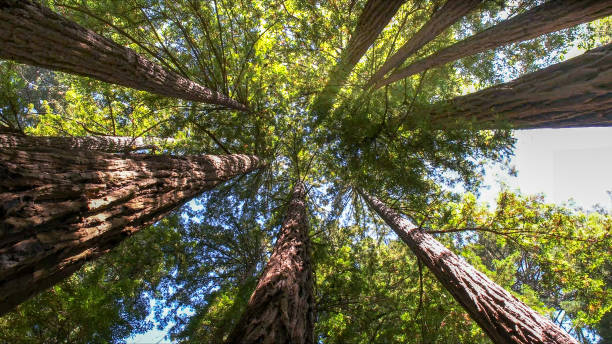 How Our Tree Care Process Works  in Buttonwillow, CA